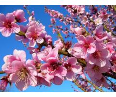 IN OCCASIONE DELLA  PRIMAVERA CHIAMA CONSULTO  GRATUITO